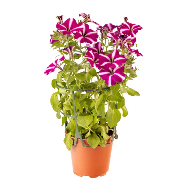 Fiore Petunia Strisce Bianche Magenta Vaso Isolato Fondo Bianco — Foto Stock