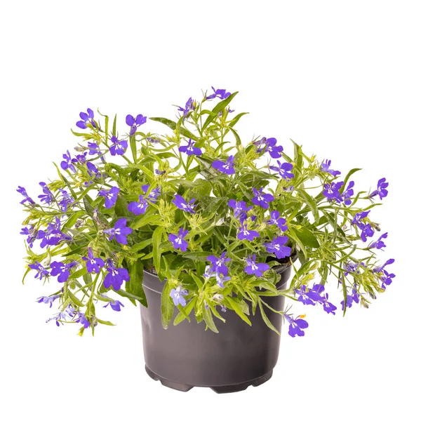 Lobelia Fiore Viola Vaso Plastica Nero Isolato Sfondo Bianco — Foto Stock