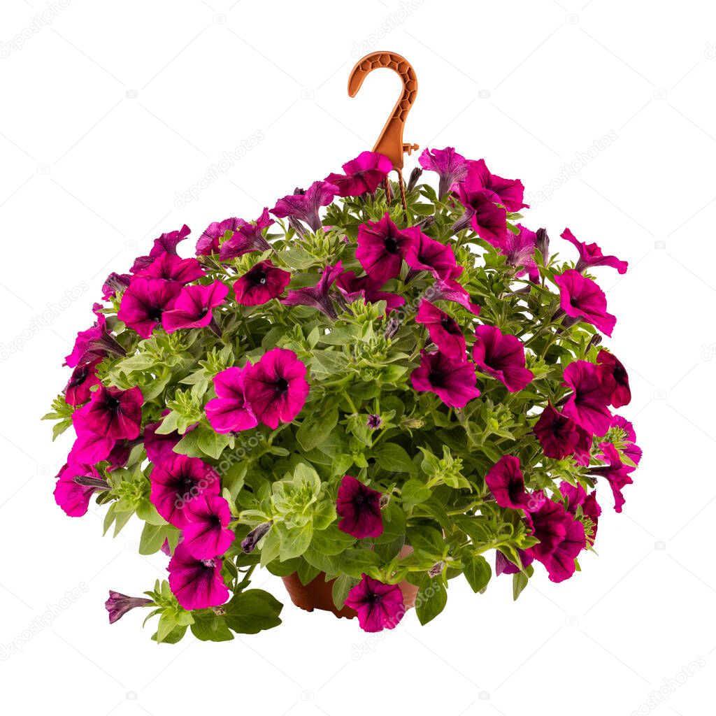 Calibrachoa or bell flower, Flower of a cultivated Million bell in hanging pot isolated on white background