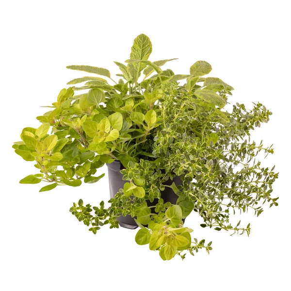 Plantes Herbes Cuisine Pot Fleurs Isolées Sur Fond Blanc — Photo