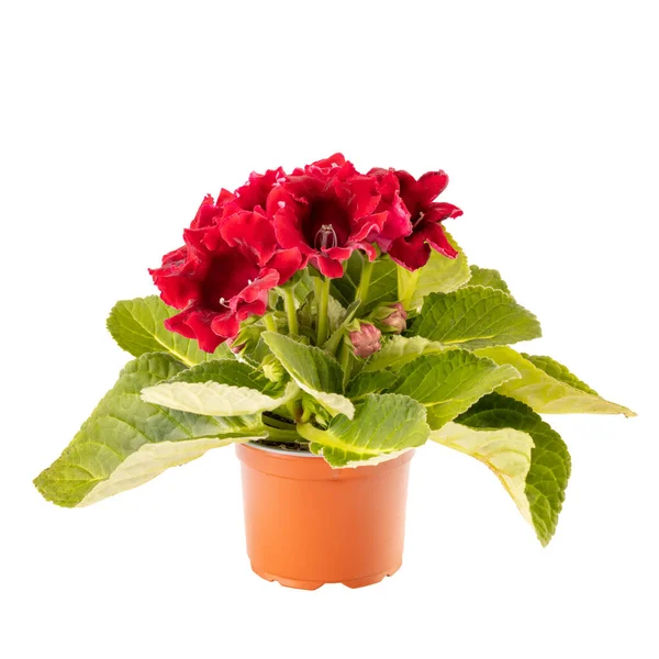 Gloxinia Einem Blumentopf Isoliert Auf Weißem Hintergrund — Stockfoto