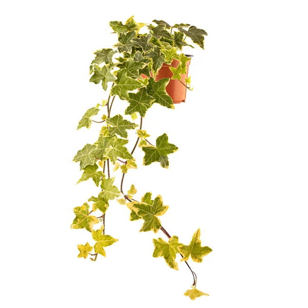 Ivy Hedera Helix Europese Klimop Pot Geïsoleerd Witte Achtergrond — Stockfoto