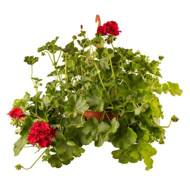Asılan saksıdaki güzel kırmızı pelargonyum beyaz arka planda izole edilmiş.