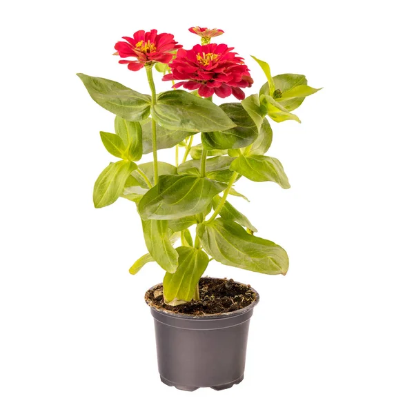 Vacker Rosa Zinnia Blomma Potten Isolerad Vit Bakgrund — Stockfoto