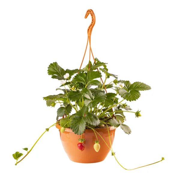 Aardbeienplant Met Bessen Hangende Pot Geïsoleerd Wit — Stockfoto