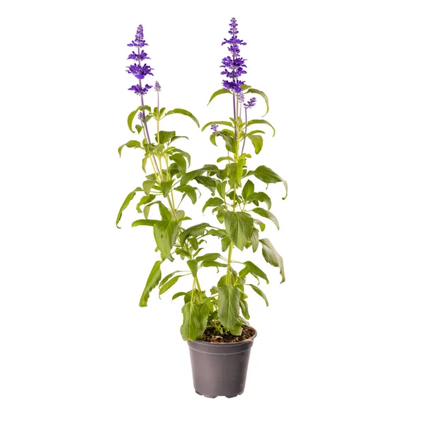 Salvia Farinacea Blu Fiori Vaso Isolati Fondo Bianco — Foto Stock