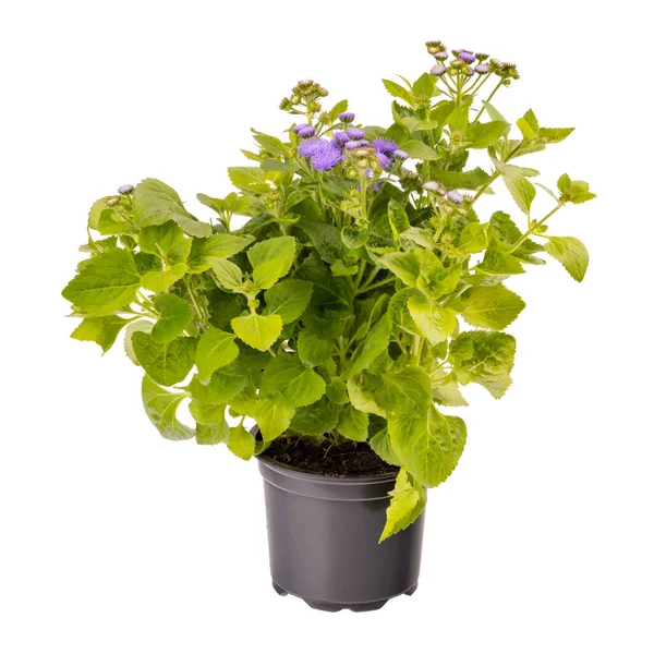 Ageratum Houstonianum Oder Zahnseide Blume Topf Isoliert Auf Weißem Hintergrund — Stockfoto