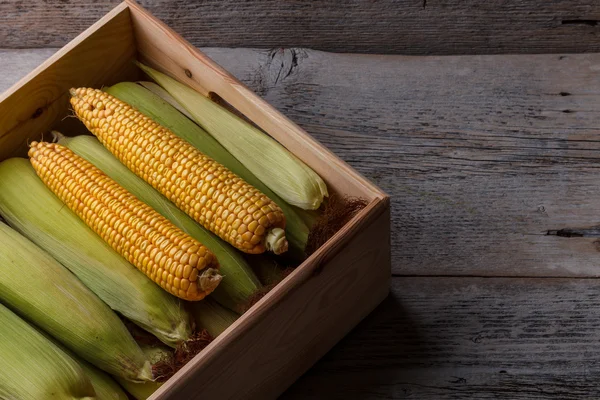 Fresh corn cobs — Stock Photo, Image