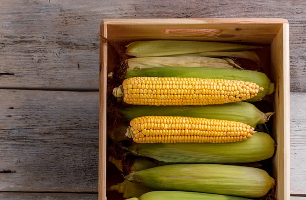 Corn on the cob — Stock Photo, Image