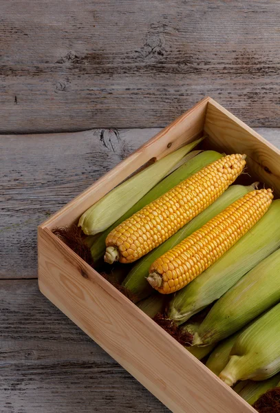 Fresh corn — Stock Photo, Image