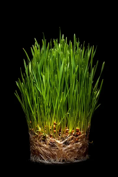 Groen gras — Stockfoto