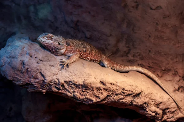 Bearded dragon — Stockfoto