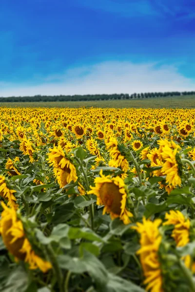 Ayçiçeği alan — Stok fotoğraf