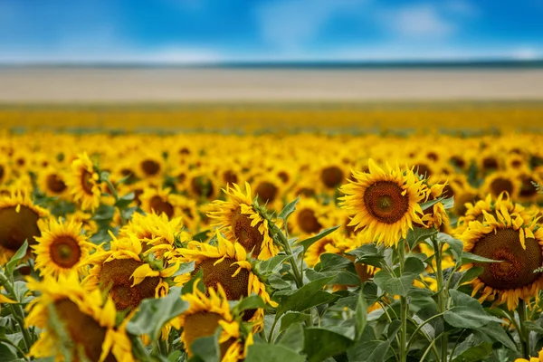 Blooming sunflower — Stock Photo, Image