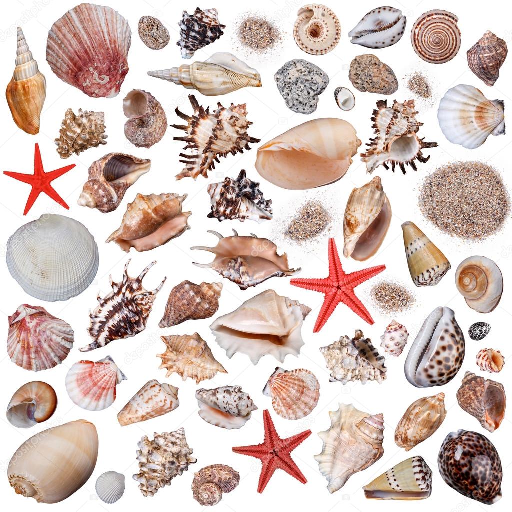 Shells collection