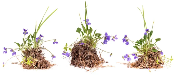 Fiori di viola selvatica — Foto Stock