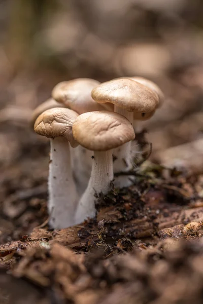 Paddenstoelen — Stockfoto