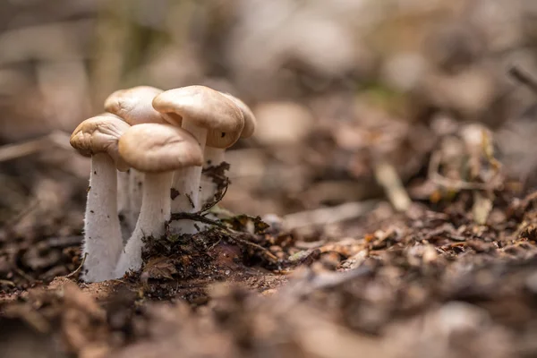 Маленькие грибы — стоковое фото