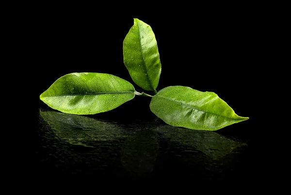 绿茶叶 — 图库照片