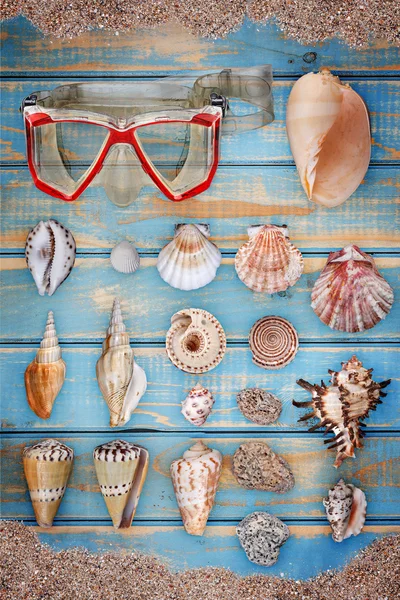 Colección Seashell —  Fotos de Stock