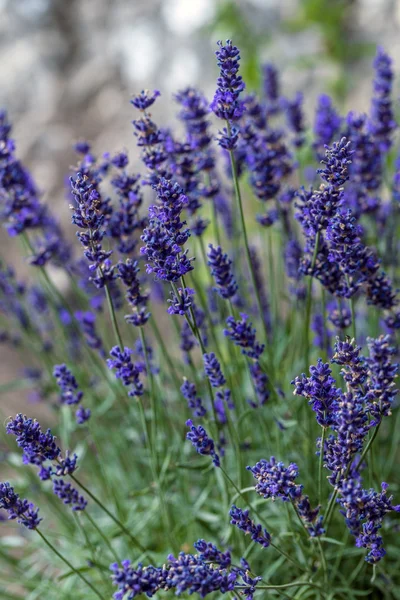 Lavendelblüten — Stockfoto