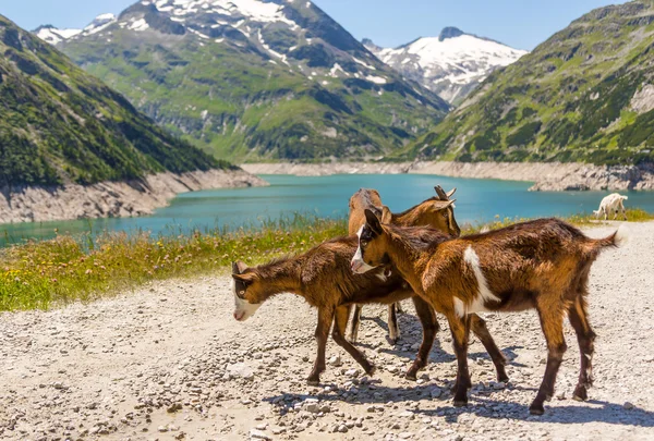 Brown goats — Stock Photo, Image