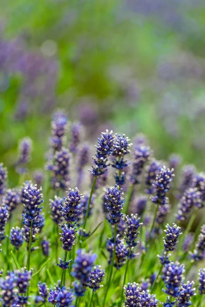 Lavendelblüten — Stockfoto