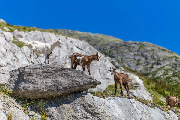若い山のヤギ — ストック写真