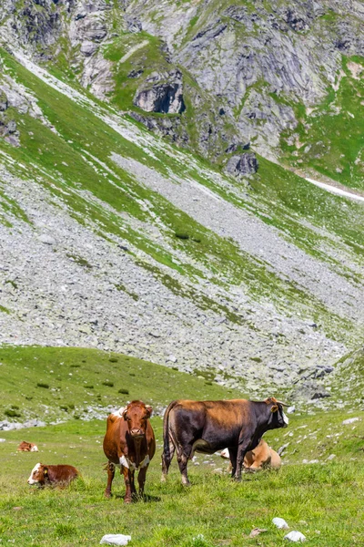 Vacas en prado alpino — Foto de Stock
