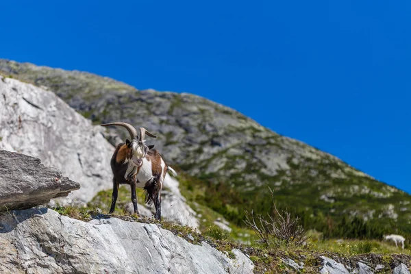 Cabra en los Alpes —  Fotos de Stock