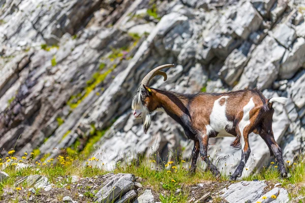 Keçi — Stok fotoğraf