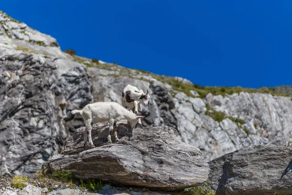 Chèvre de montagne — Photo