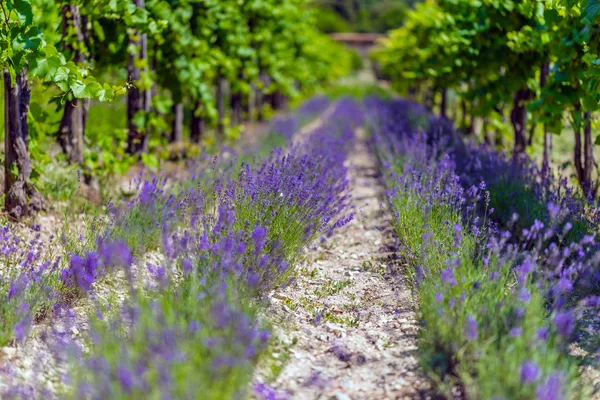 Lavender field — Stock Photo, Image