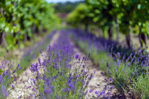 Lavender field — Stock Photo, Image