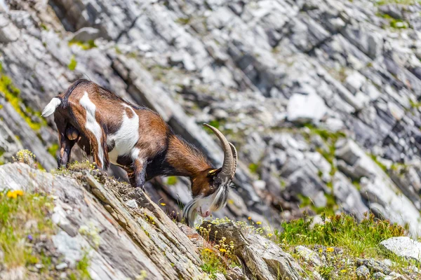 Alpen kambing — Stok Foto