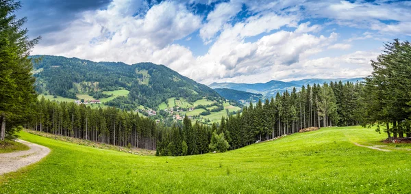 çam ağacı forrest