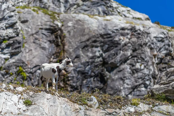 Young goat — Stock Photo, Image