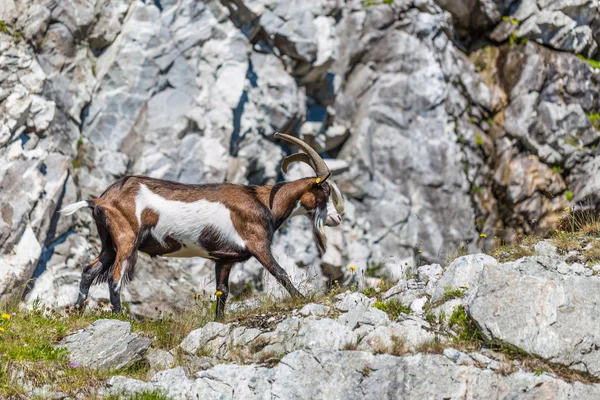 Dağ keçisi — Stok fotoğraf