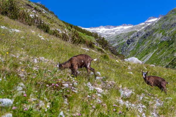 Iki keçi — Stok fotoğraf