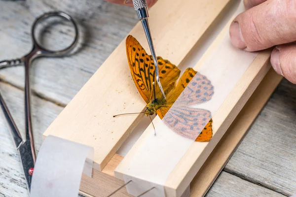 Homme déployant des ailes de papillon — Photo