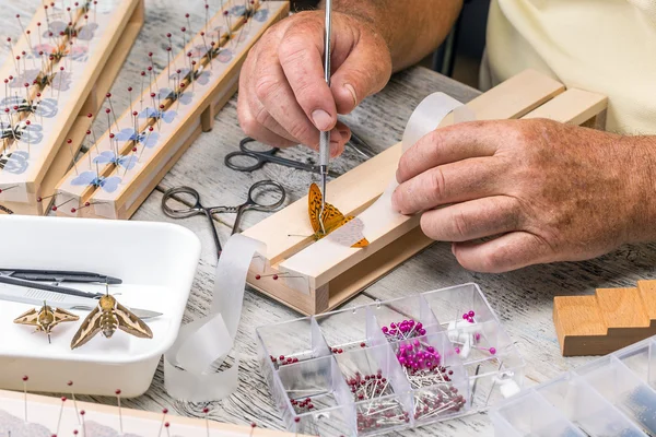 El hombre extendió una mariposa — Foto de Stock