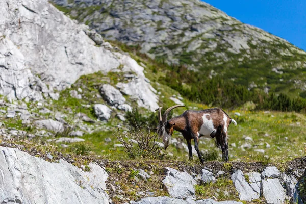 Cabra de montaña —  Fotos de Stock