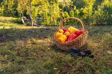 Hasat sepetinde taze toplanmış kırmızı ve sarı dolmalık biberler var.
