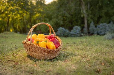 Hasır sepet dolusu organik sarı ve kırmızı biber.