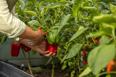 Organik bir seradaki bitkilerden taze, olgun dolmalık biber toplayan eller.