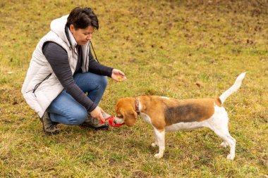 Susamış av köpeğini seyahat kasesinden sulayan bir kadın.