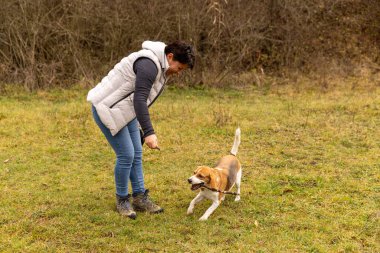 Kadın ve av köpeği yeşil bir tarlada sopayla yakalamaca oynamaktan zevk alıyorlar.