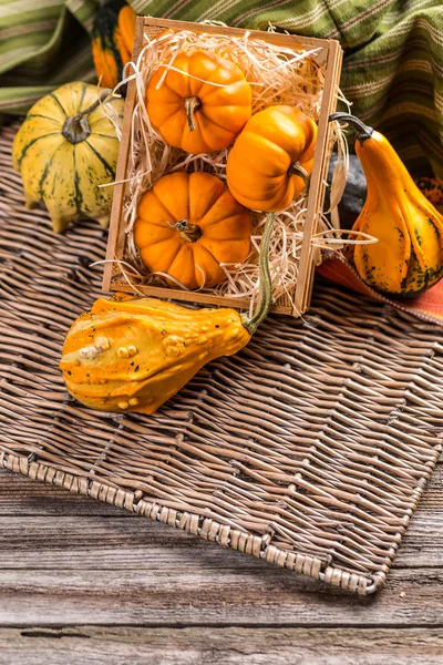 Calabazas decorativas — Foto de Stock