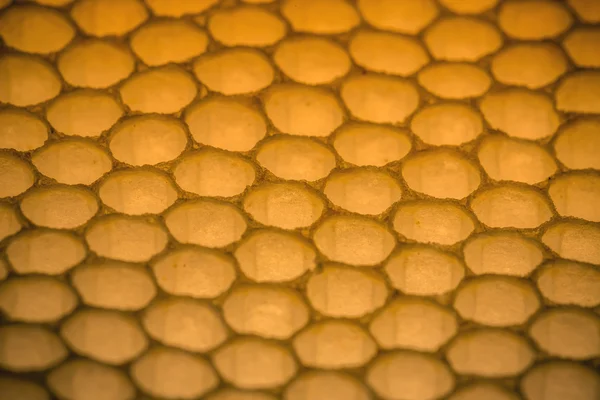Modèle de nid d'abeille — Photo