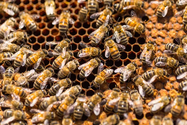 Bal hücreleri üzerinde çalışan arılar — Stok fotoğraf